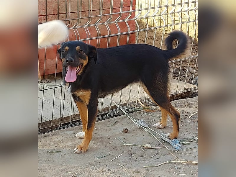 Ariana - kleine, sehr soziale und damit perfekte Anfängerhündin