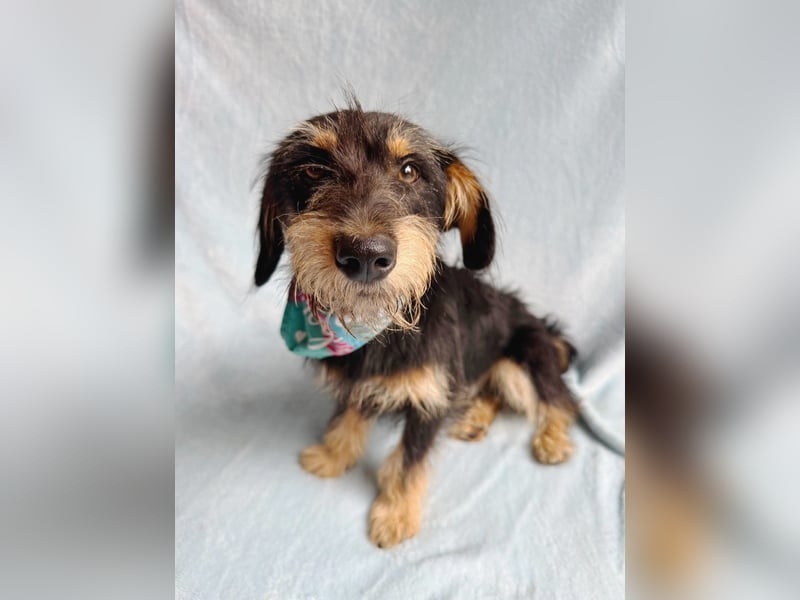 Norton - Süßer Hundejunge sucht liebevolle Menschen!