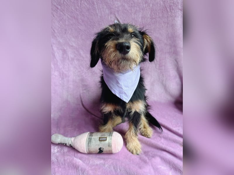 Norton - Süßer Hundejunge sucht liebevolle Menschen!