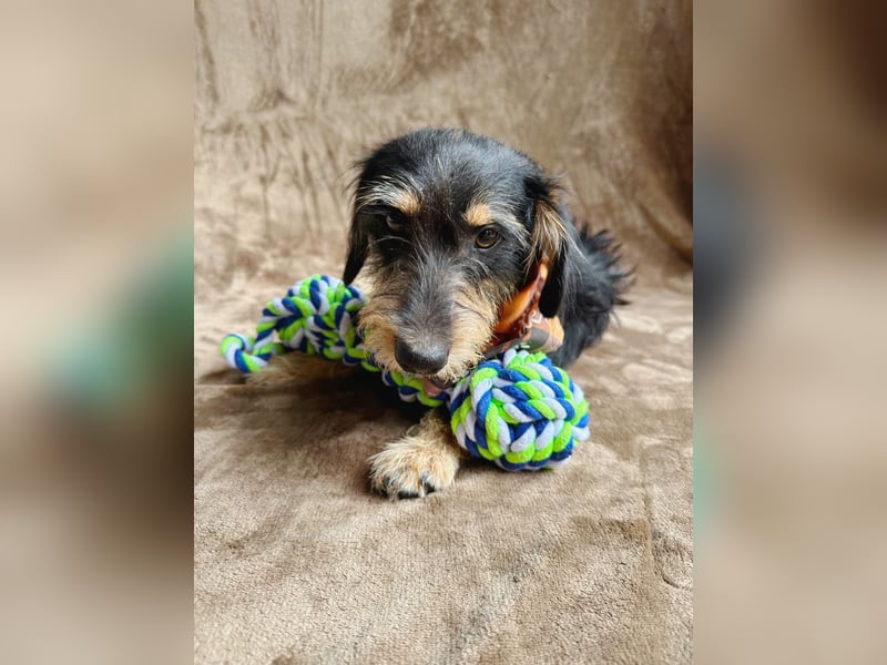 Norton - Süßer Hundejunge sucht liebevolle Menschen!
