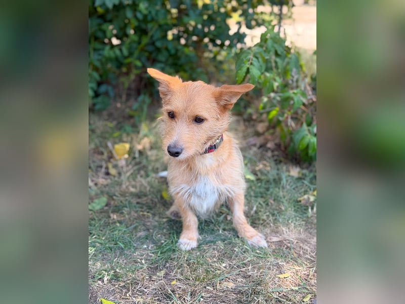 Scotty- Entzückender Hundejunge sucht sein Für-immer-Zuhause!