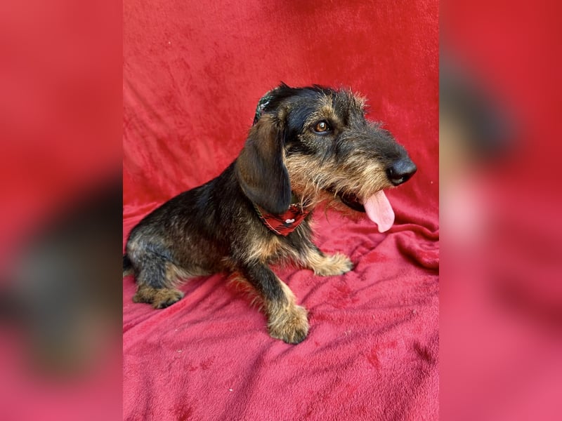 Hudson - Liebenswerter Dackel-Mix-Rüde sucht endlich sein Glück
