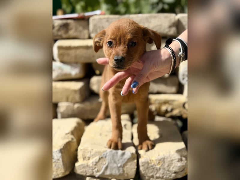 Yuna - Kleine Frohnatur sucht ihr Zuhause zum Großwerden