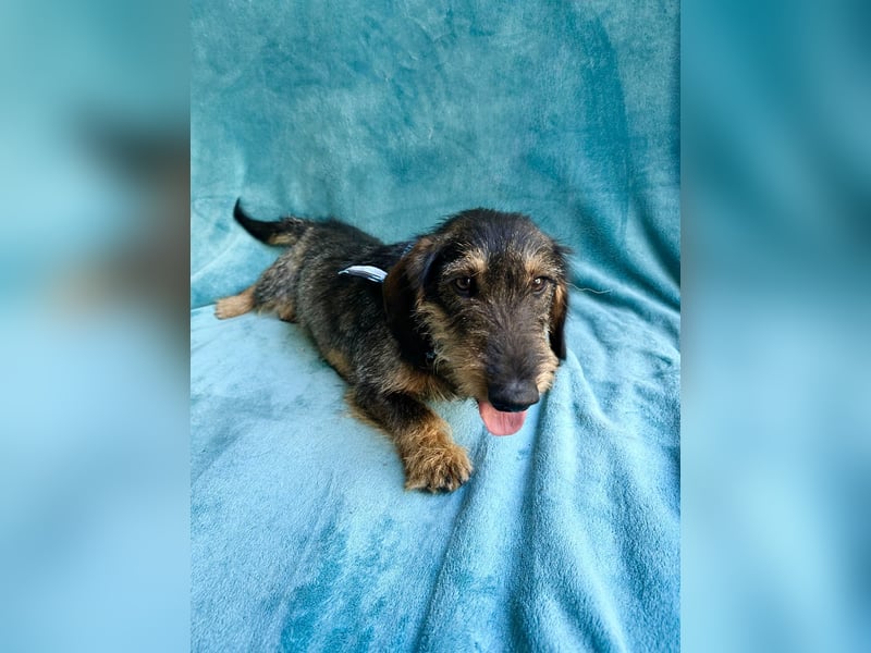 Hudson - Liebenswerter Dackel-Mix-Rüde sucht endlich sein Glück