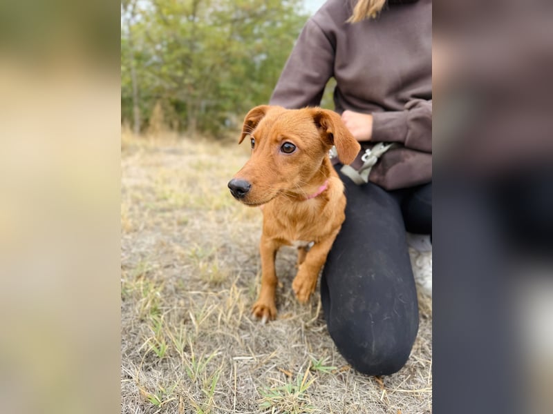 Sawyer - Quirliger, neugieriger Welpenjunge sucht sein Zuhause!