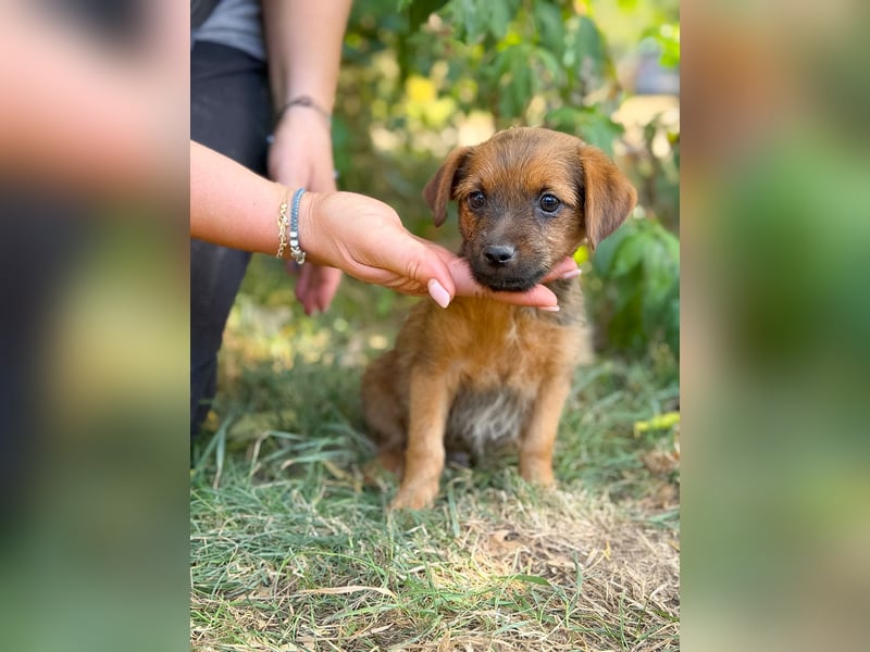 Nien - Zuckersüßes Hundekind sucht sein Zuhause!
