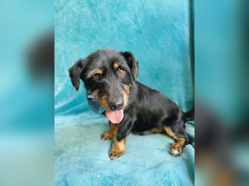 Knox - Kleiner Charmeur sucht sein Für-Immer-Körbchen!