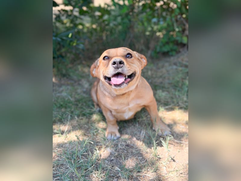 Sunny (Sarolta) - Sensible, junge Hündin sucht Menschen mit Herz und Geduld!