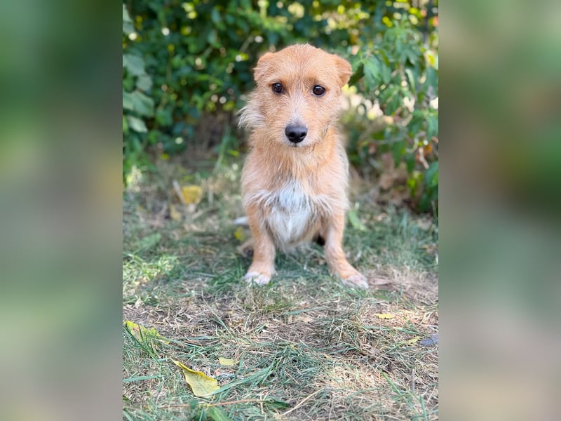 Scotty- Entzückender Hundejunge sucht sein Für-immer-Zuhause!