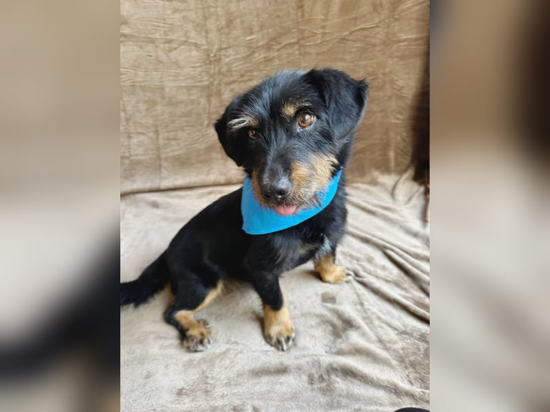 Knox - Kleiner Charmeur sucht sein Für-Immer-Körbchen!