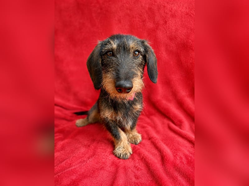 Hudson - Liebenswerter Dackel-Mix-Rüde sucht endlich sein Glück