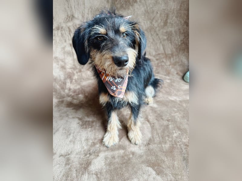 Norton - Süßer Hundejunge sucht liebevolle Menschen!