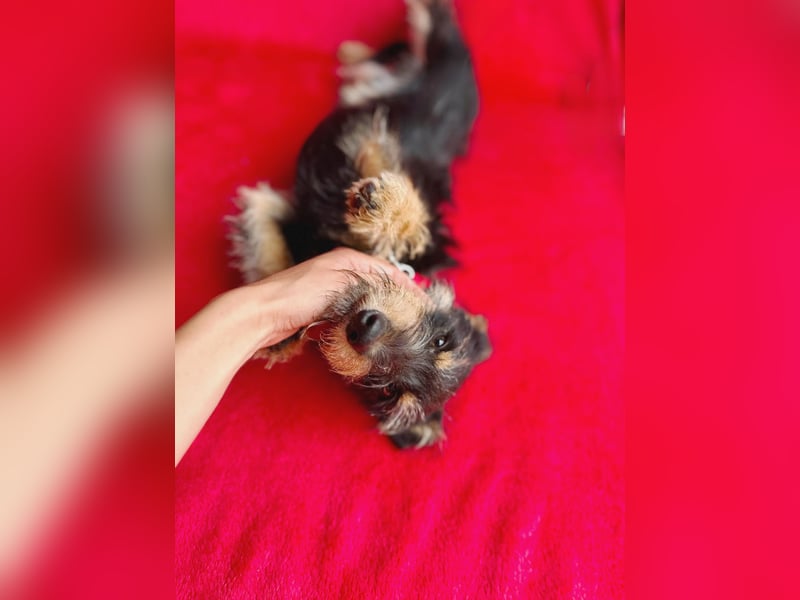 Norton - Süßer Hundejunge sucht liebevolle Menschen!