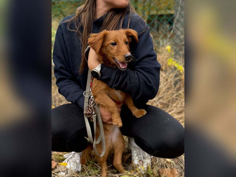 Sandy - Quirliges Hundemädchen sucht ein liebevolles Zuhause