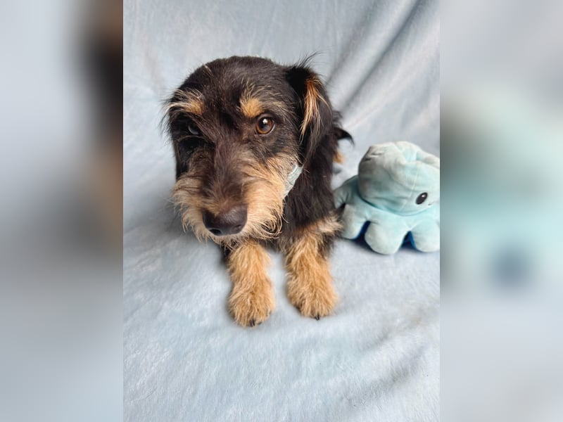 Norton - Süßer Hundejunge sucht liebevolle Menschen!