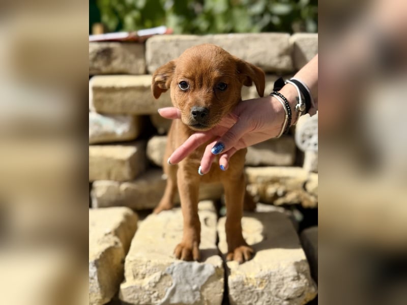 Yuna - Kleine Frohnatur sucht ihr Zuhause zum Großwerden
