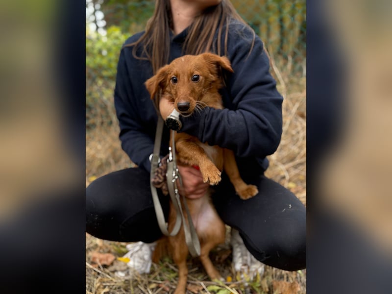 Sandy - Quirliges Hundemädchen sucht ein liebevolles Zuhause