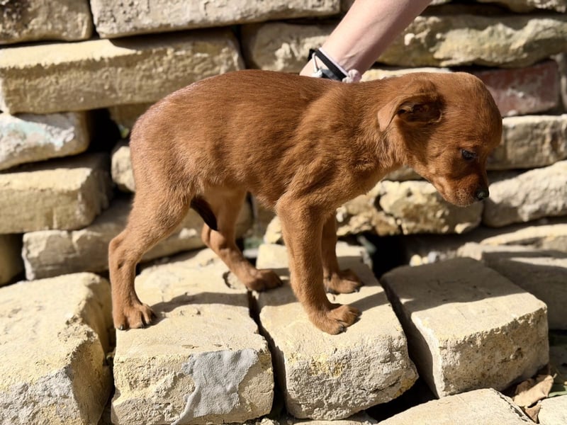 Yuna - Kleine Frohnatur sucht ihr Zuhause zum Großwerden