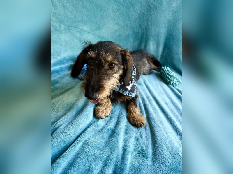 Hudson - Liebenswerter Dackel-Mix-Rüde sucht endlich sein Glück