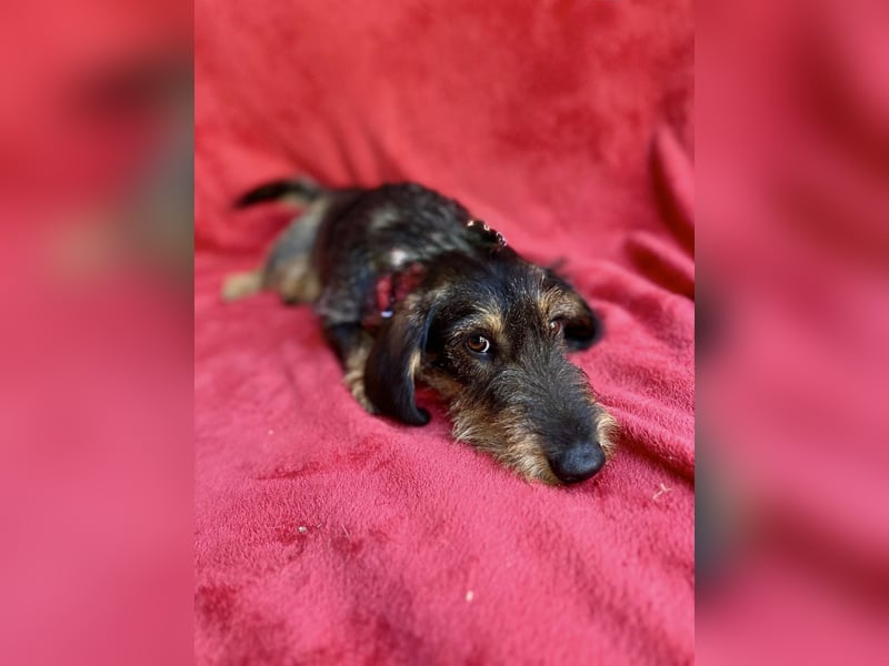 Hudson - Liebenswerter Dackel-Mix-Rüde sucht endlich sein Glück