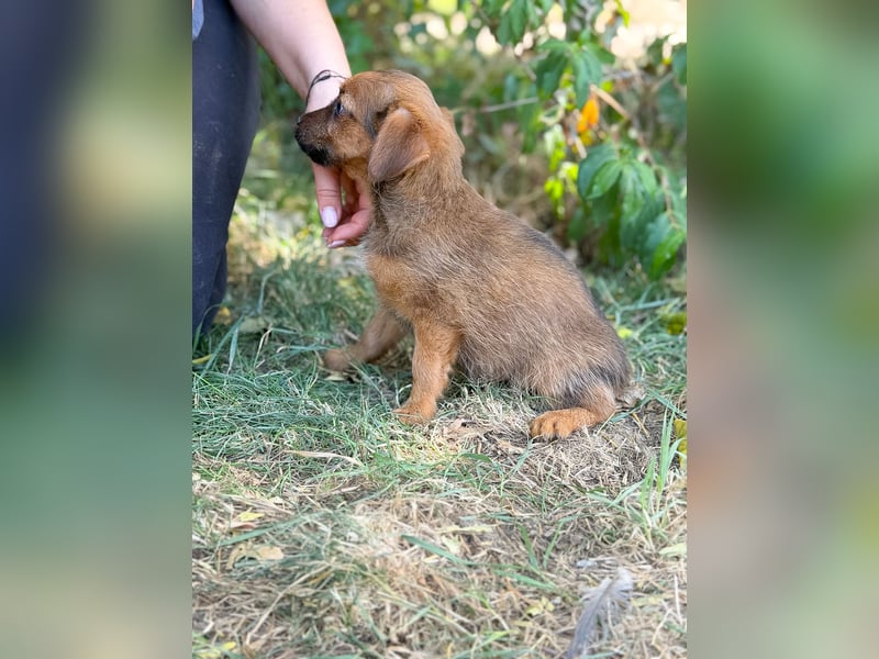 Nien - Zuckersüßes Hundekind sucht sein Zuhause!