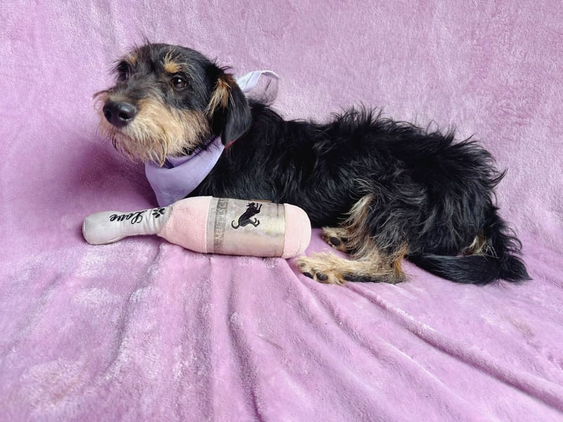 Norton - Süßer Hundejunge sucht liebevolle Menschen!