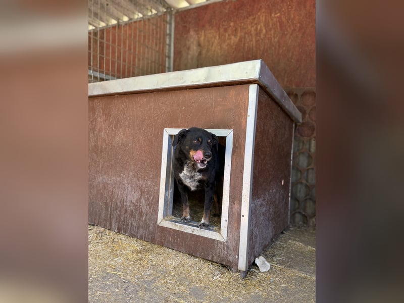 Matyi - Kleinbleibende, gebrochene Seele sucht Neuanfang
