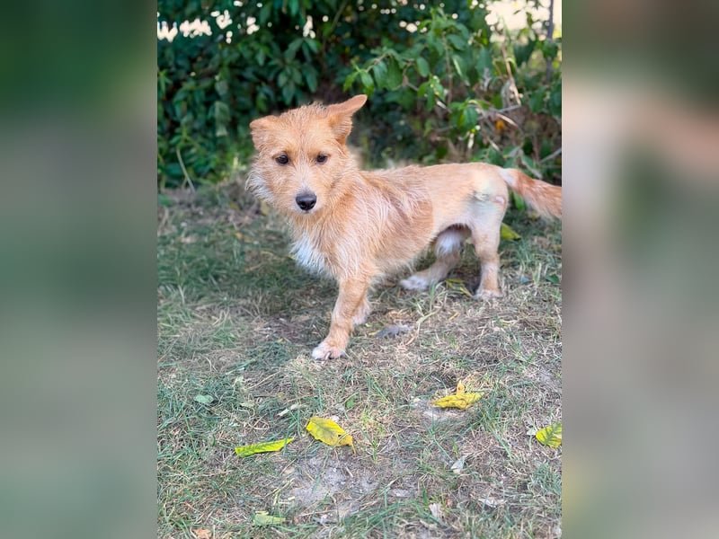 Scotty- Entzückender Hundejunge sucht sein Für-immer-Zuhause!