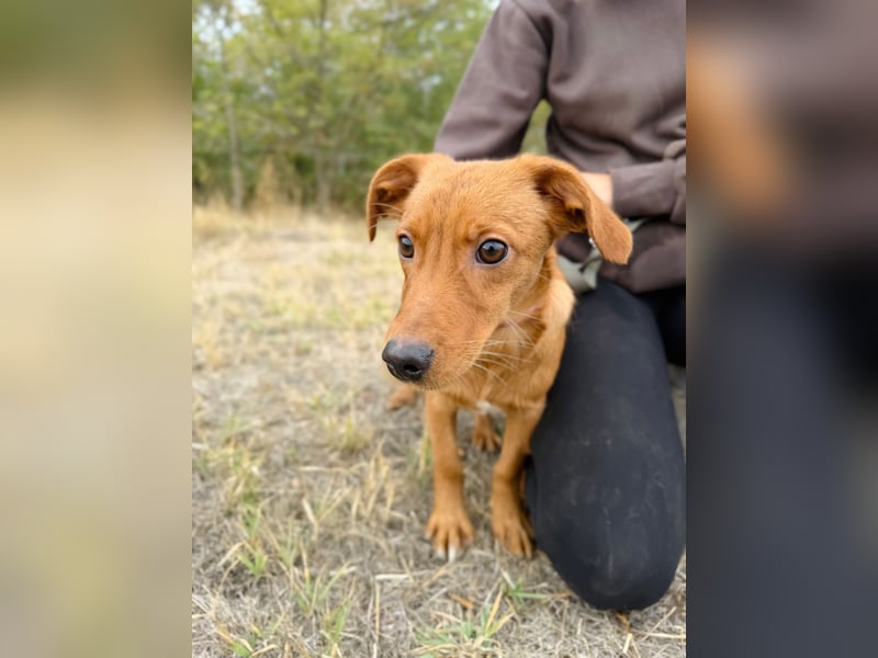 Sawyer - Quirliger, neugieriger Welpenjunge sucht sein Zuhause!