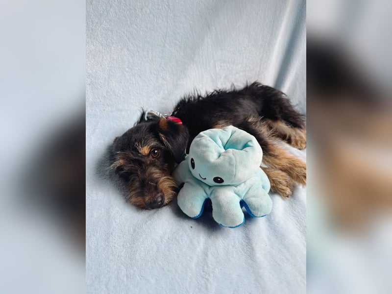 Norton - Süßer Hundejunge sucht liebevolle Menschen!