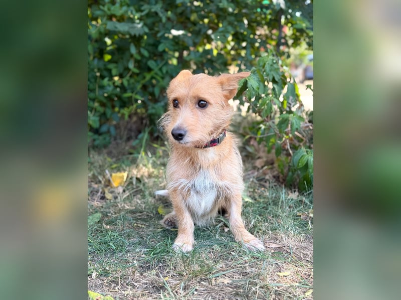 Scotty- Entzückender Hundejunge sucht sein Für-immer-Zuhause!