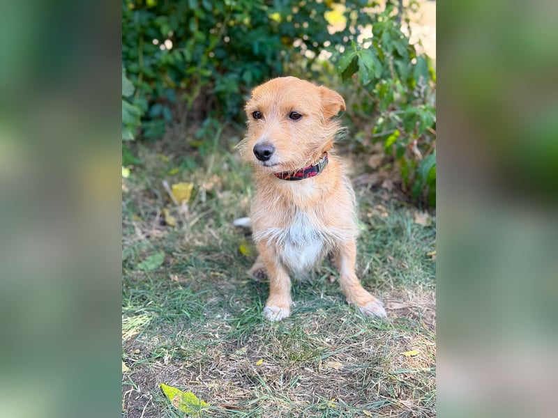 Scotty- Entzückender Hundejunge sucht sein Für-immer-Zuhause!