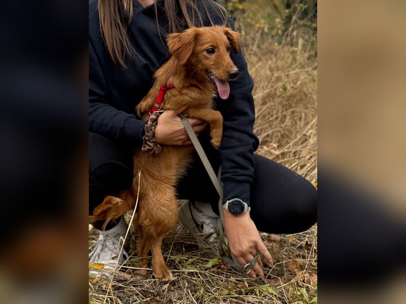 Sandy - Quirliges Hundemädchen sucht ein liebevolles Zuhause