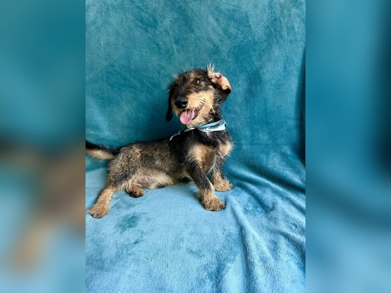Hudson - Liebenswerter Dackel-Mix-Rüde sucht endlich sein Glück
