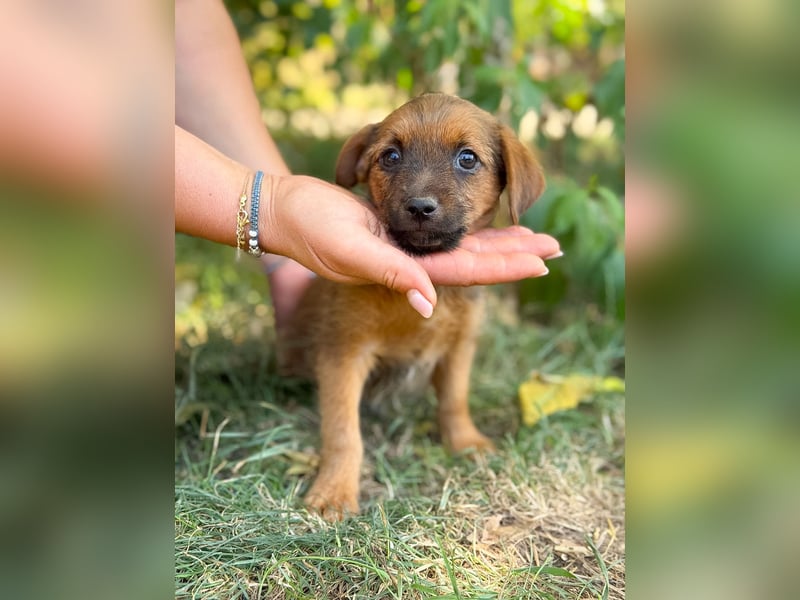 Nien - Zuckersüßes Hundekind sucht sein Zuhause!