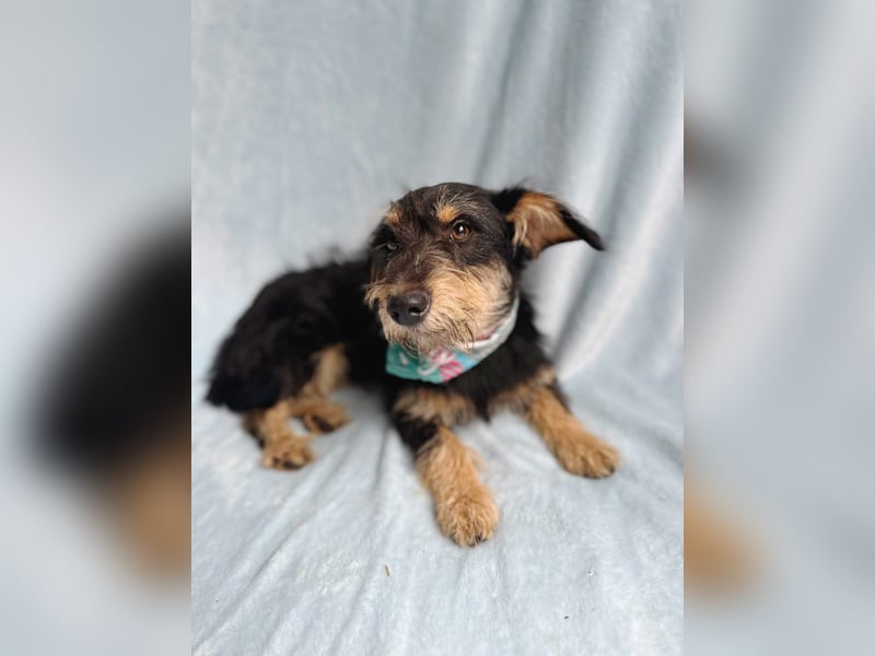 Norton - Süßer Hundejunge sucht liebevolle Menschen!