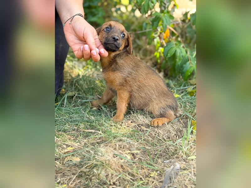 Nien - Zuckersüßes Hundekind sucht sein Zuhause!