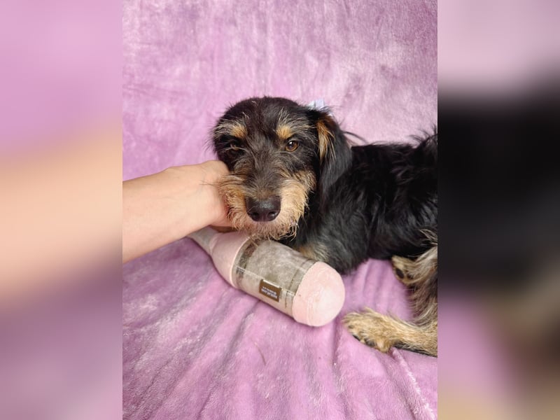 Norton - Süßer Hundejunge sucht liebevolle Menschen!