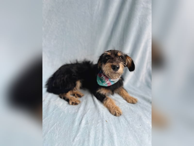Norton - Süßer Hundejunge sucht liebevolle Menschen!