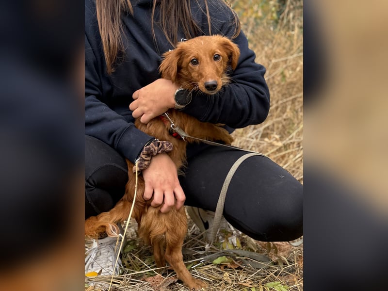Sandy - Quirliges Hundemädchen sucht ein liebevolles Zuhause
