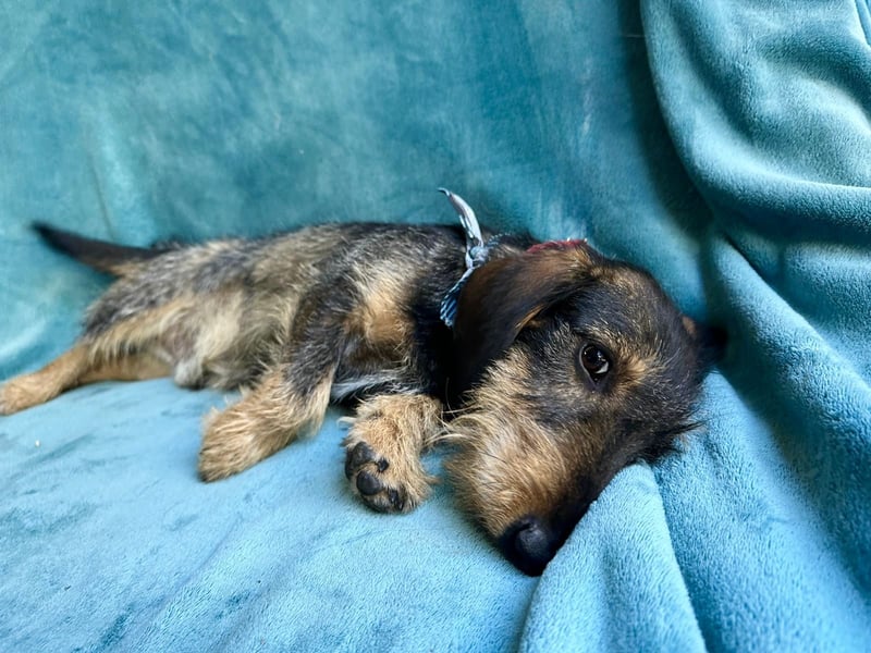 Hudson - Liebenswerter Dackel-Mix-Rüde sucht endlich sein Glück