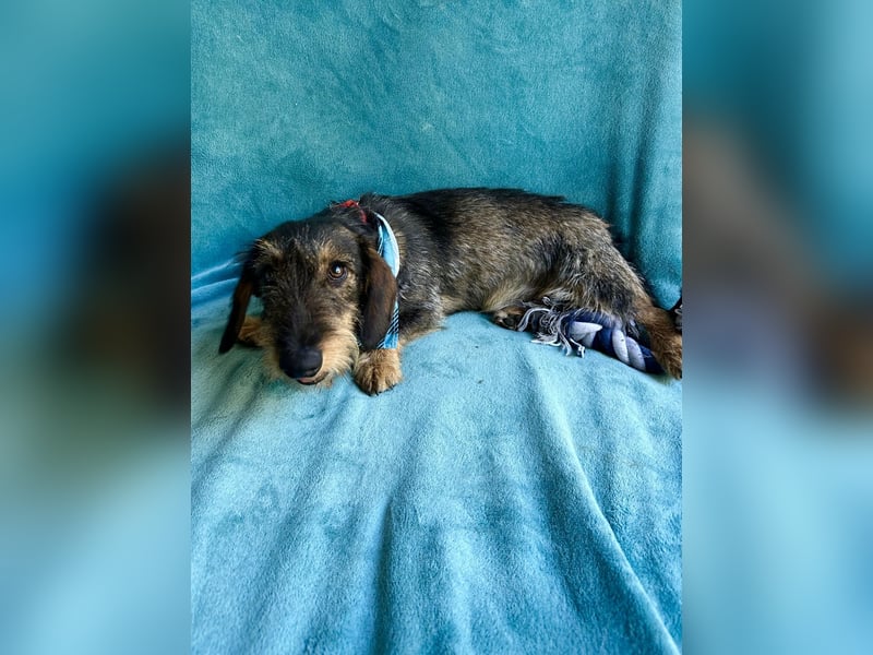 Hudson - Liebenswerter Dackel-Mix-Rüde sucht endlich sein Glück