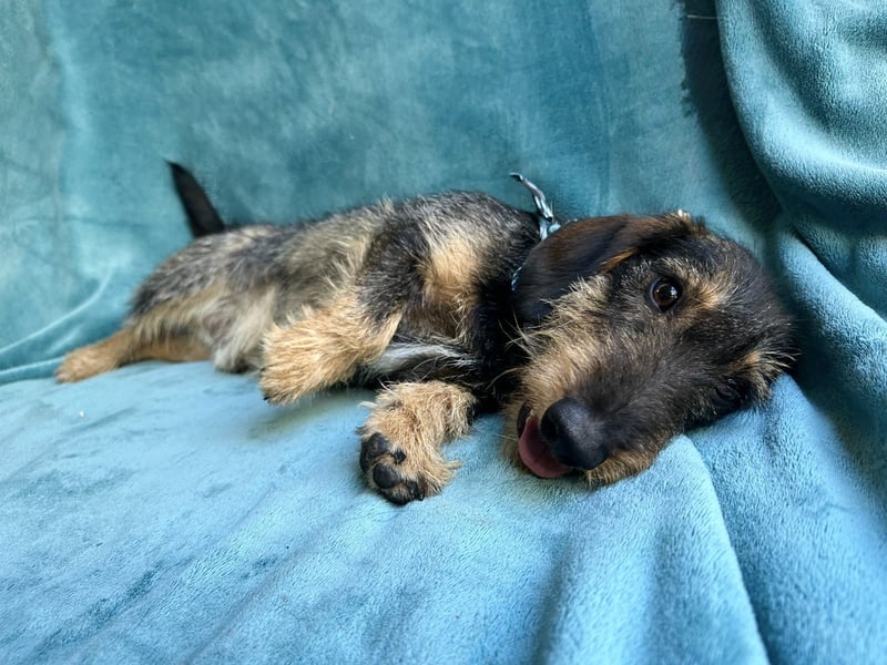 Hudson - Liebenswerter Dackel-Mix-Rüde sucht endlich sein Glück