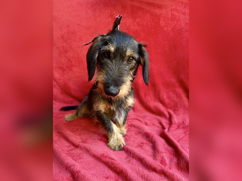 Hudson - Liebenswerter Dackel-Mix-Rüde sucht endlich sein Glück