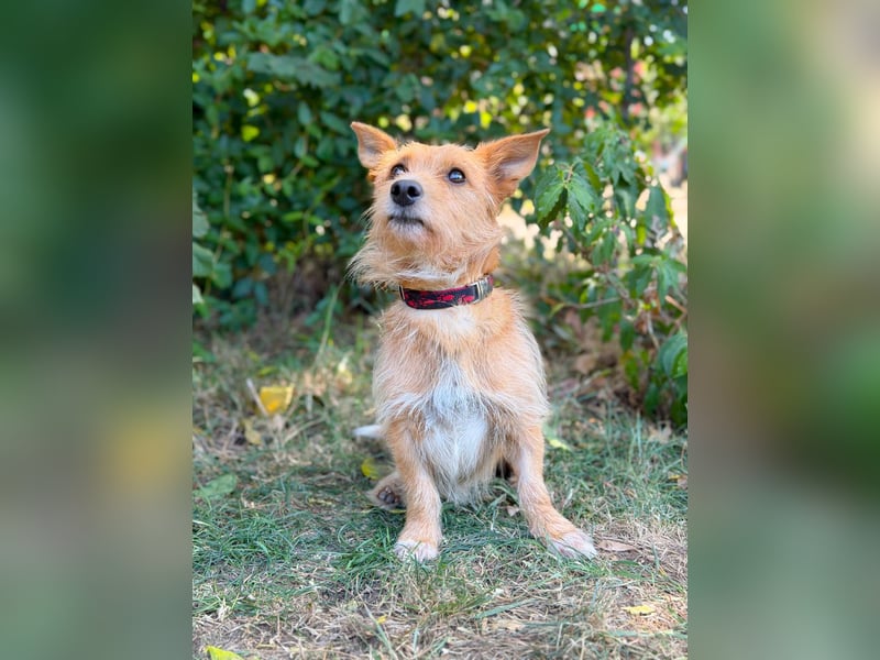 Scotty- Entzückender Hundejunge sucht sein Für-immer-Zuhause!