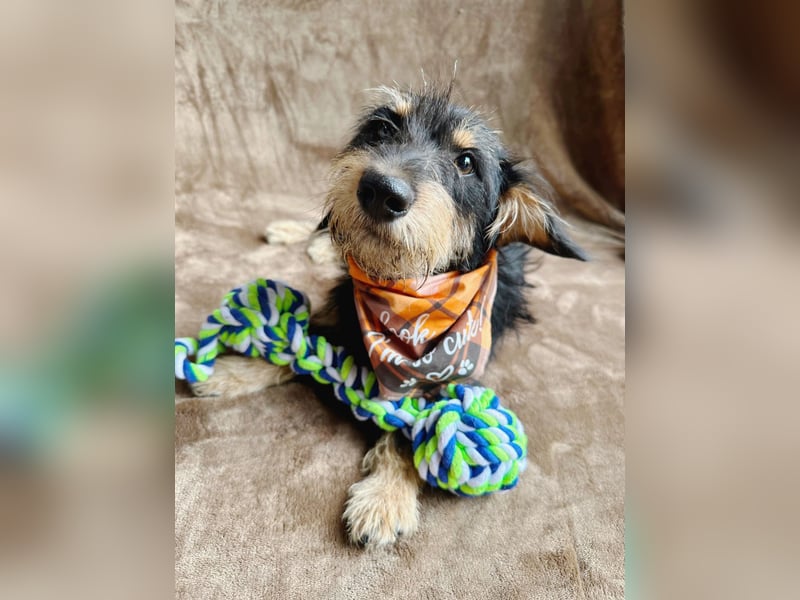 Norton - Süßer Hundejunge sucht liebevolle Menschen!