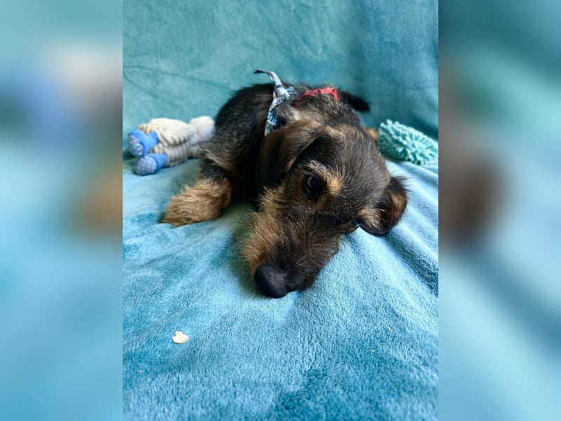 Hudson - Liebenswerter Dackel-Mix-Rüde sucht endlich sein Glück