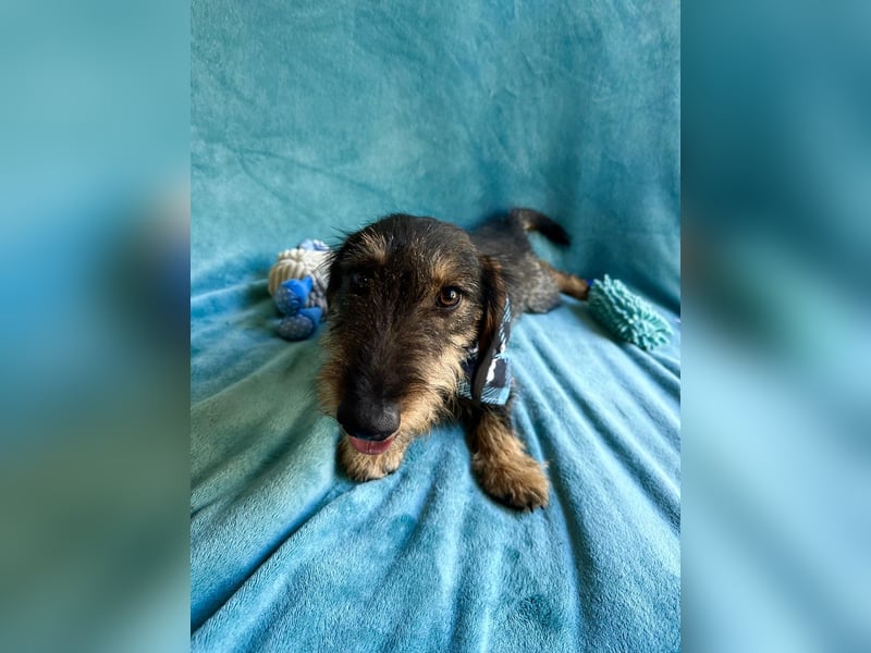 Hudson - Liebenswerter Dackel-Mix-Rüde sucht endlich sein Glück