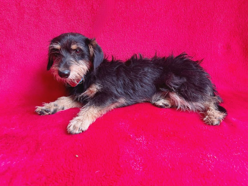 Norton - Süßer Hundejunge sucht liebevolle Menschen!