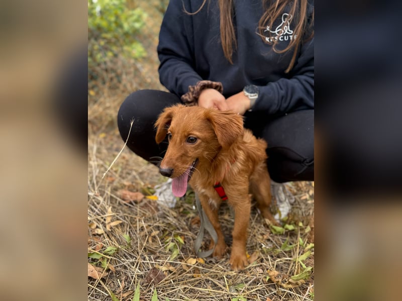 Sandy - Quirliges Hundemädchen sucht ein liebevolles Zuhause
